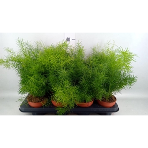 Asparagus dens. 'Mazeppa'