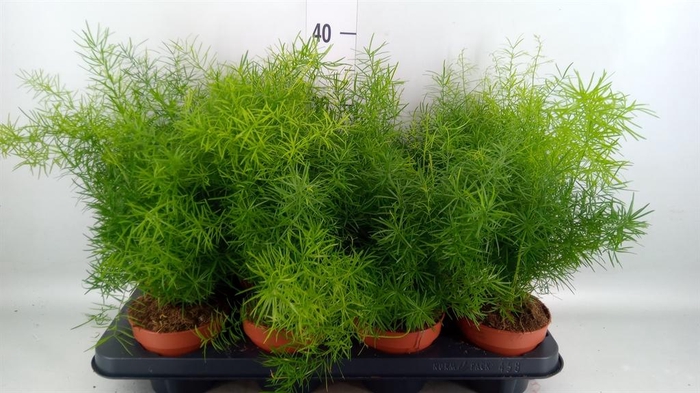 <h4>Asparagus dens. 'Mazeppa'</h4>