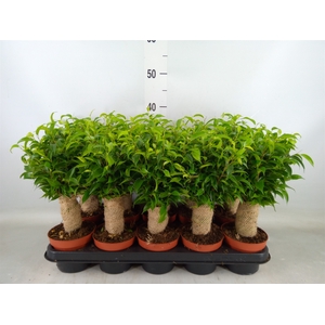 Ficus benja. 'Natasja'