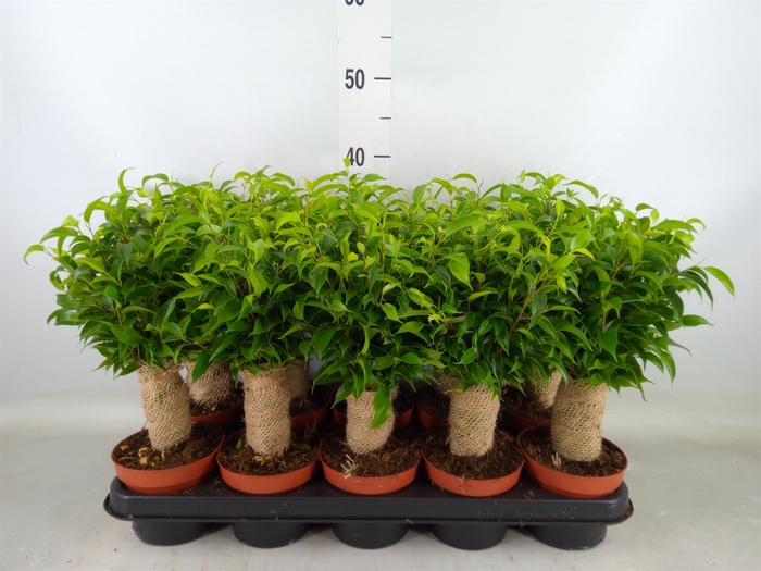 <h4>Ficus benja. 'Natasja'</h4>