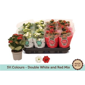 Kalanchoe Double Mix - Christmas