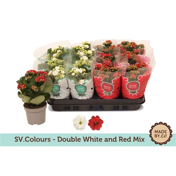 <h4>Kalanchoe Double Mix - Christmas</h4>