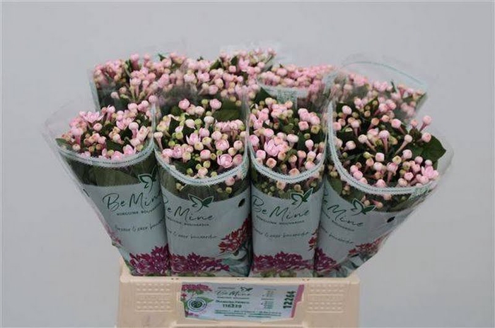 <h4>Bouvardia Diamond Princie</h4>