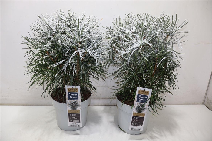 <h4>Pinus + Snow</h4>