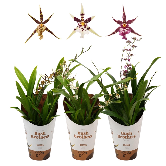 <h4>Brassia Summer Dream</h4>