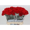 Dianthus St Gennaro