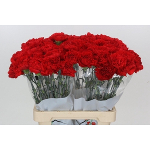 Dianthus St Gennaro