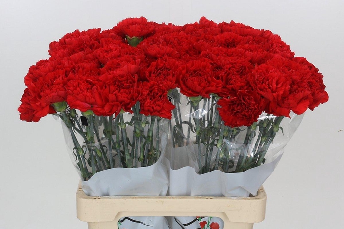 <h4>Dianthus St Gennaro</h4>