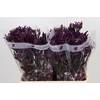 Anigozanthos Bush Merlot