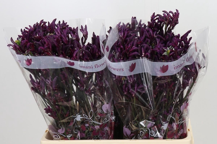 <h4>Anigozanthos Bush Merlot</h4>