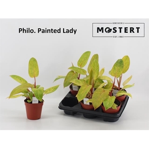 Philodendron Painted Lady 12Ø 30cm