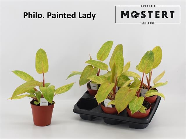 Philodendron Painted Lady 12Ø 30cm