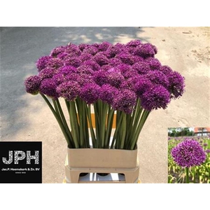 Allium Gla Sensation