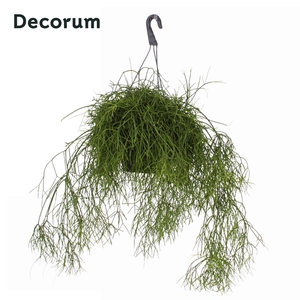 Rhipsalis bacci. 'Oasis' HP 21 cm