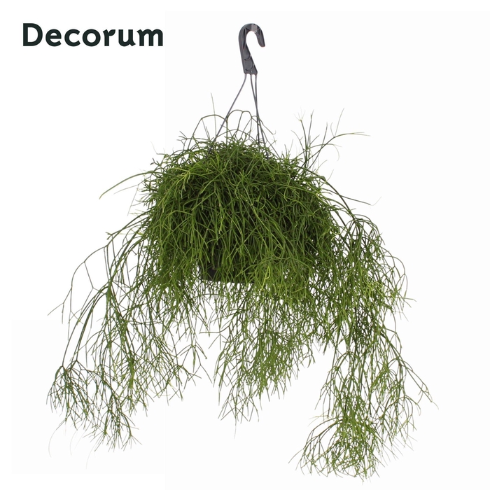 Rhipsalis bacci. 'Oasis' HP 21 cm