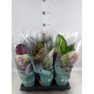 Calathea   ...mix