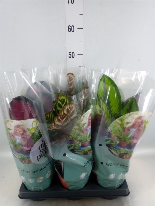 <h4>Calathea   ...mix</h4>