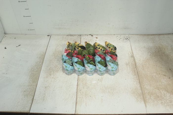 <h4>SUCULENTAS P06</h4>