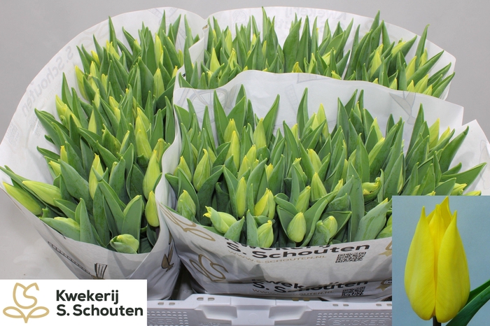 <h4>TU EN STRONG GOLD</h4>