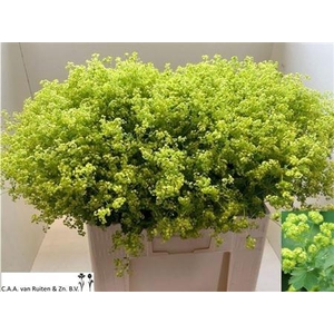 Alchem M Robustica