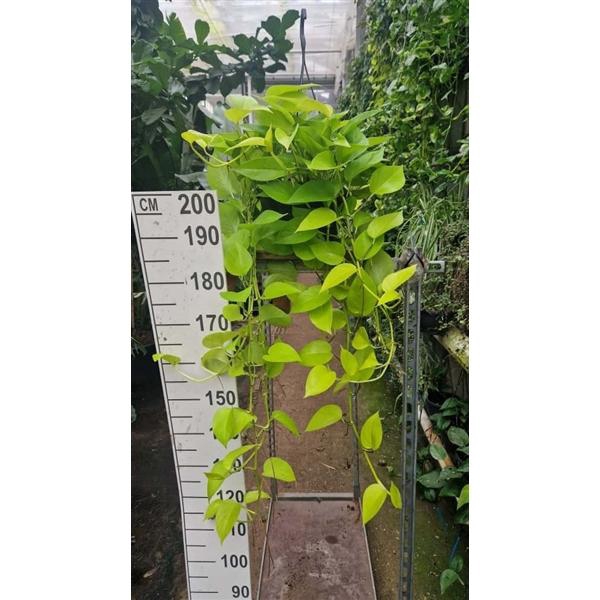 <h4>Epipremnum Golden Pothos hangplant XL</h4>