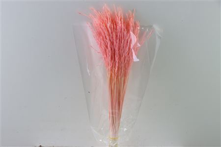 Dried Rice Grass Light Pink Bunch Slv