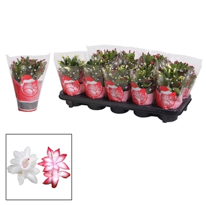 Schlumbergera - 10,5 cm - rood/wit - in Hofland KERSTHOES