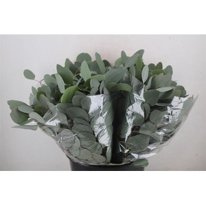 Euca Populus Short 150gr P Bunch