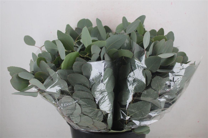 <h4>Euca Populus Short 150gr P Bunch</h4>