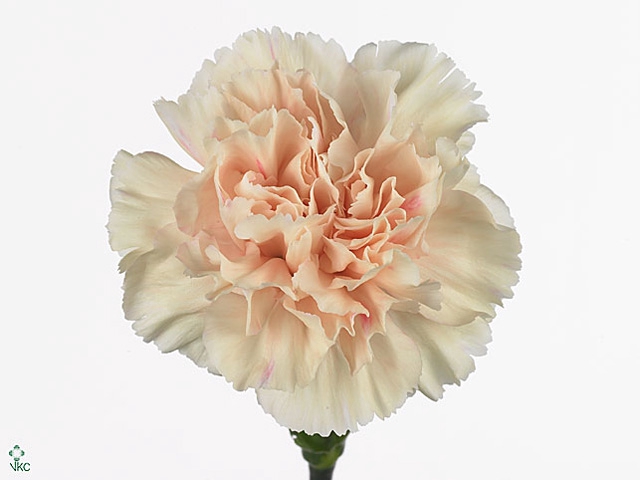 <h4>Dianthus St Apple Tea</h4>