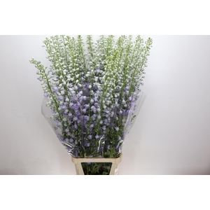 Delph Du Elatum Candle Lavender Shades