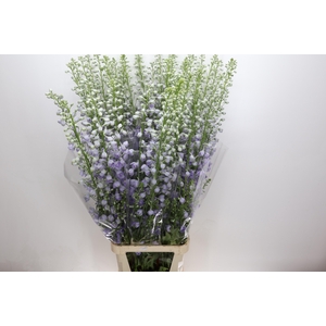 Delph Du Elatum Candle Lavender Shades