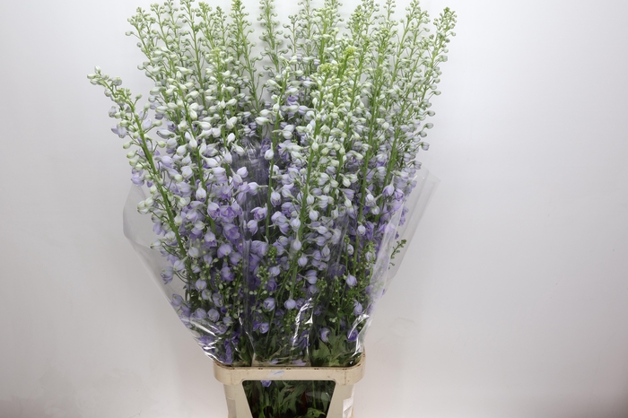 <h4>Delph Du Elatum Candle Lavender Shades</h4>