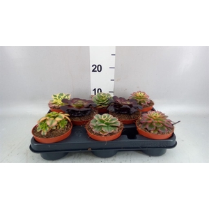 Aeonium   ...