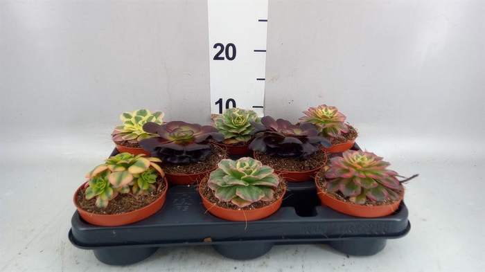 <h4>Aeonium ...</h4>
