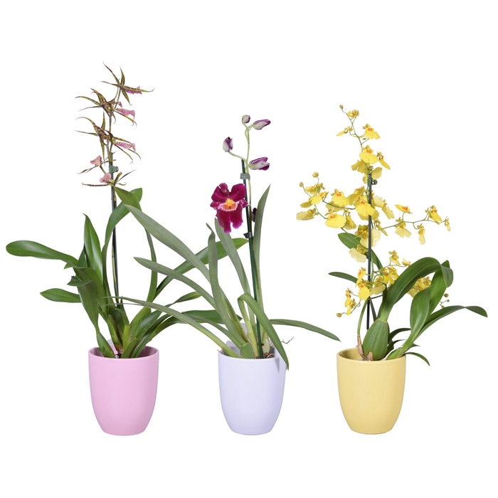 <h4>Orchideeën Gemengd 1 Tak Keramiek</h4>
