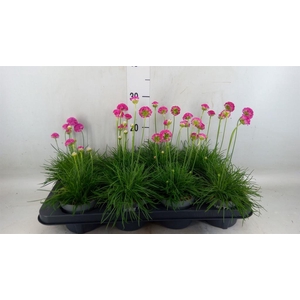 Armeria maritima 'Armada Rose'