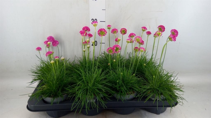 <h4>Armeria maritima 'Armada Rose'</h4>