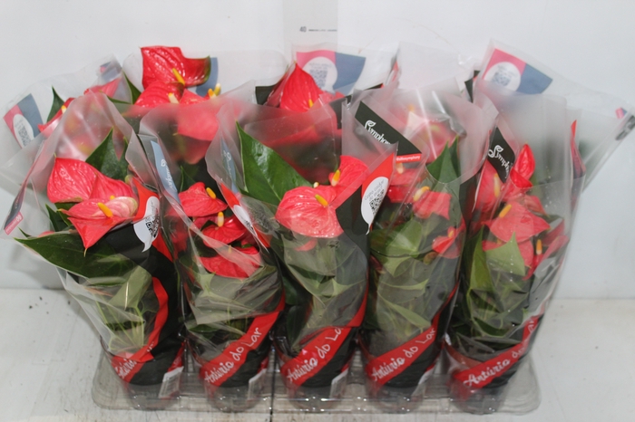 <h4>ANTHURIUM ESUDO P12</h4>