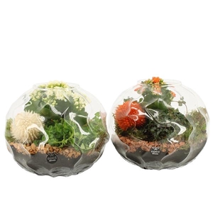 41568: Treasure time arrangement