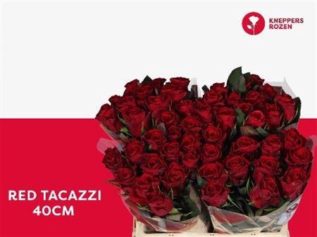 <h4>R Gr Red Tacazzi</h4>