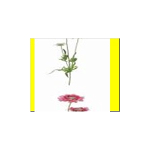 AF Scabiosa x3 L63cm White