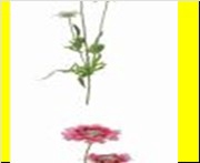 AF Scabiosa x3 L63cm White