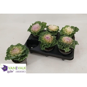BRASSICA (SIERKOOL)