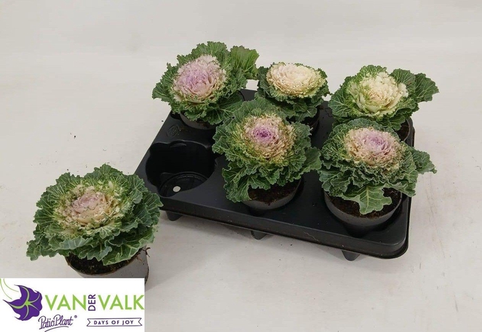 <h4>BRASSICA (SIERKOOL)</h4>
