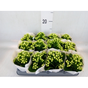 Kalanchoe  'MoreFlow Paris'
