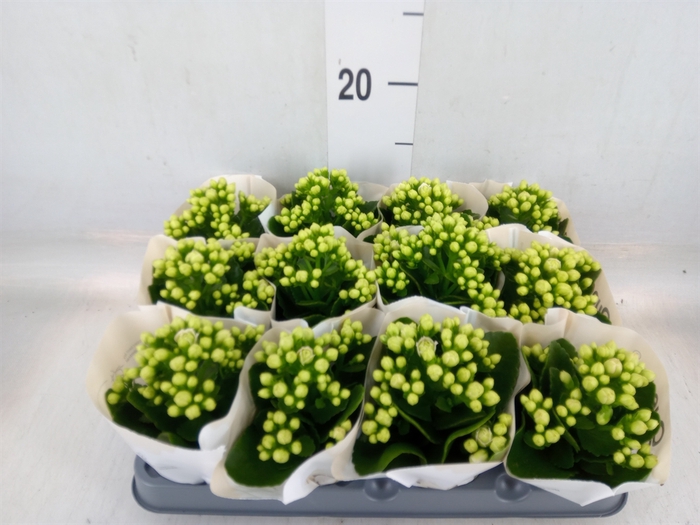 <h4>Kalanchoe  'MoreFlow Paris'</h4>