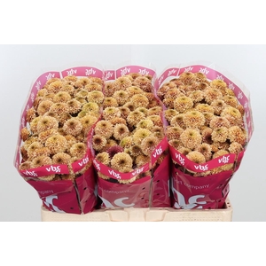 Chr San Aaa Doria Sa