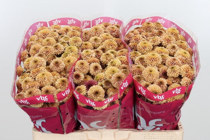 <h4>Chr San Aaa Doria Sa</h4>