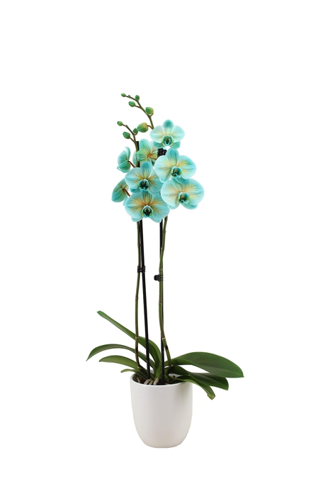 <h4>Hugo White Phal I Am Bonaire 2T14+</h4>